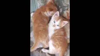 cute baby cats❤️