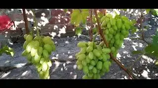 ГФ Винограда КАЗИМИР, ПАЛЬЧИК БЕЗСЕМЯННЫЙ ( Калугин В.М.). 08.09.2023г.