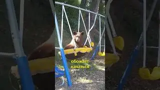 🐻Медведь Без Ума От Качелей🐾