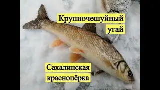 Крупночешуйный угай. Сахалинская краснопёрка