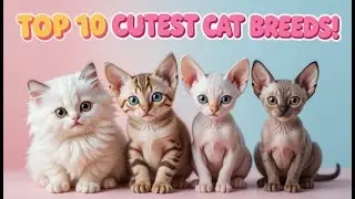 🐱 Top 10 Cutest Cat Breeds That Will Melt Your Heart! 😻 | Adorable Cat Compilation 🐾