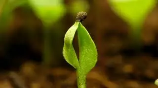 Прорастание растений - Time lapse