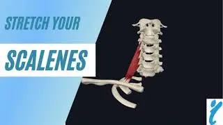 Scalenes! Stretch your neck in less than 5 minutes #scalenetriangle