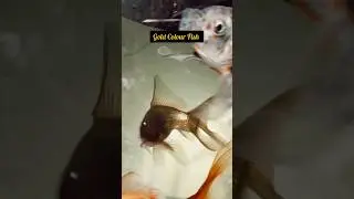 Found Original Pure Gold Colour Fish 🥰 🎏 #goldfish #viralshorts