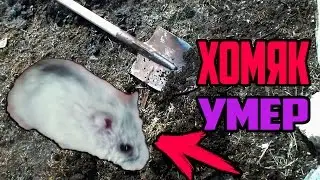 ХОРОНЮ ХОМЯКА! ХОМЯК УМЕР! ОЧЕНЬ ГРУСТНОЕ ВИДЕО ПОХОРОНЫ