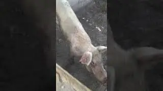 Thieves stole our pigs, HELPPP!