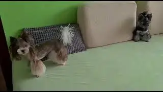 🐾 Реактивный видео привет из Венгрии 🇭🇺 от Раби 🤣которая ракета 🚀 и Лучика нежного создания 🌞