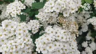 Feeling in-love with them #giftfromnature