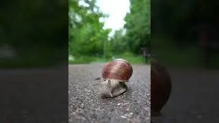 Even more snail content...