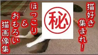 【見て暇つぶし】　猫好き集まれ！おもろい＆ほっこりする猫画像集