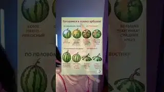 Мемасик из Тик Тока 