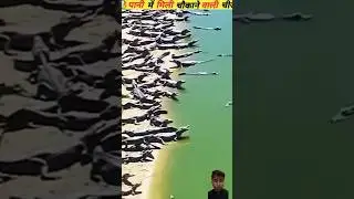 Pani mai meli heran kar deny wali cheezy 😱 #amazingfacts #animals #interestingfacts