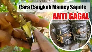 How to Transplant Mamey Sapote ANTI FAIL
