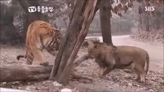 Tiger vs Lion Fights