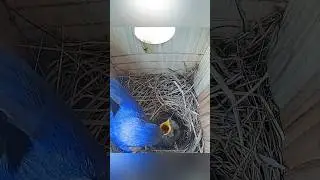 Seriously, thats all you got?! 😒😡 #birds #birdslover #birdnest #bluebirds #nestboxcam
