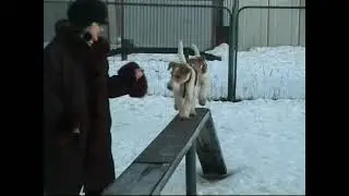 ХХ 01 2005   Прогулка с собаками