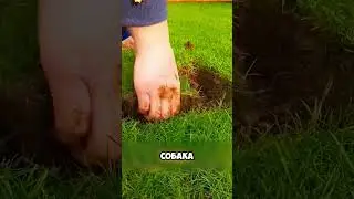 A touching story about a cute dog 🐶🥹 