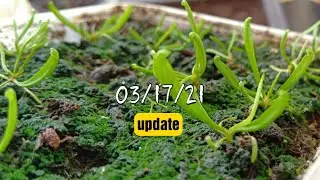 Sarracenia Purpurea - 170days