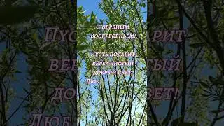 С Вербным Воскресеньем! #православныйпраздник #вербноевоскресенье #видеооткрытки #видеооткрытки