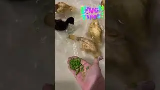 Had to share the ducks playing in the tub today