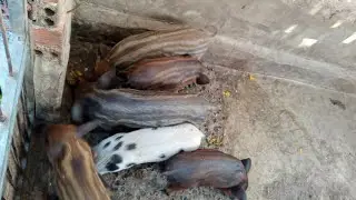 Cách tẩy giun sán 