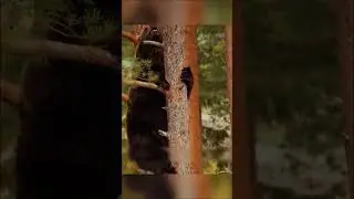 Will the bear catch up with his offender?