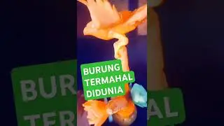 Burung jalak termahal dunia#burung