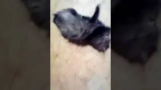 Тигруля и папин кроссовок...