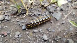 Couple Milipedes Riding one on one Nature's Creatures Awesome Macro Video Animal Love