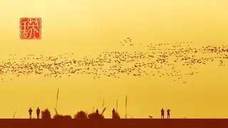 Snow Geese at Iona Beach ，Richmond，BC