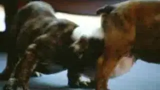 PEDIGREE