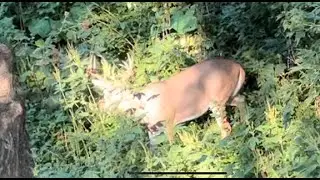 Hunting mornings in early archery season; buck slips into bed