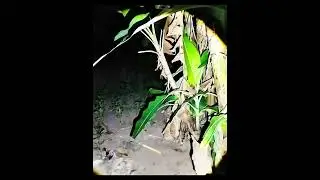 LIVE HOROR PART AKHIR KUNTILANAK ! #fyp #viral #penampakan #kuntilanak #horor #hantu #misteri