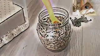 Хома ASMR