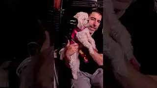 Armoring up my 9 pound puppy