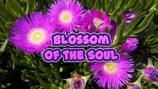 🌺 Blossom of the Soul 🌺
