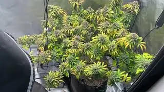 Red hot blueberry day 64 flower seed to harvest playlist update