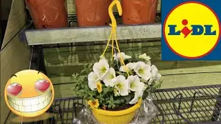 ARRIVAGE LIDL 25 MAI 2023