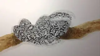 Watercolour painting of a Diamond Python