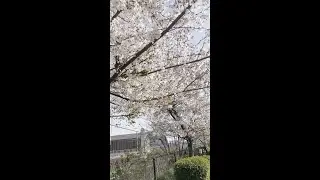 Osaka Ibaraki Campus, April 2021 | Ritsumeikan University - Our Campus by the students | GLA & CRPS