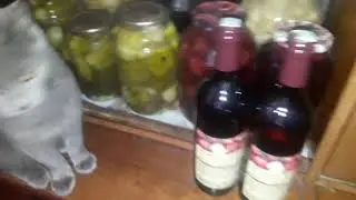 😎🍉🍓🍓🍍🥝🥝🍊🍒🍎🍎🍋😎