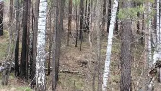 Глухарь весной