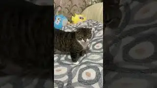 Масяня мешает Мурзику 😅😅😅