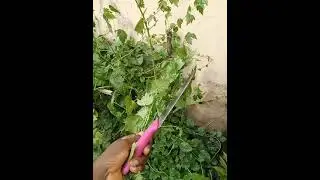 my mini garden, which vegetable can you recognize #viral #subscribe #support #garden #shorts