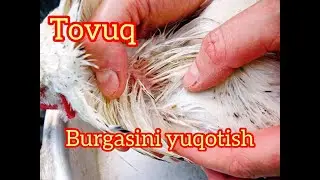 TOVUQ KASSALIKI BURGANI YUQOTISH