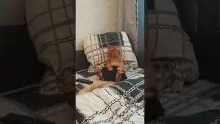Кот Джокер,Мейн кун. Пока муж на работе.
