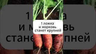 1 ложка и морковь крупнее и слаще!  #дача #огород #овощи #морковь