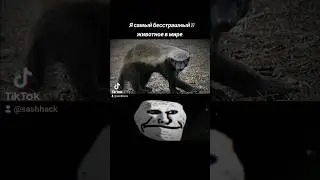Кто самый бесстрашный...? 🧐🤔 #shorts #tiktok #trend #viral #video #foryou