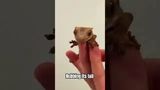 Taught my Crested Gecko to Jump on Command by..