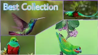 Green 🟢 Colour 🎨 Birds🐦